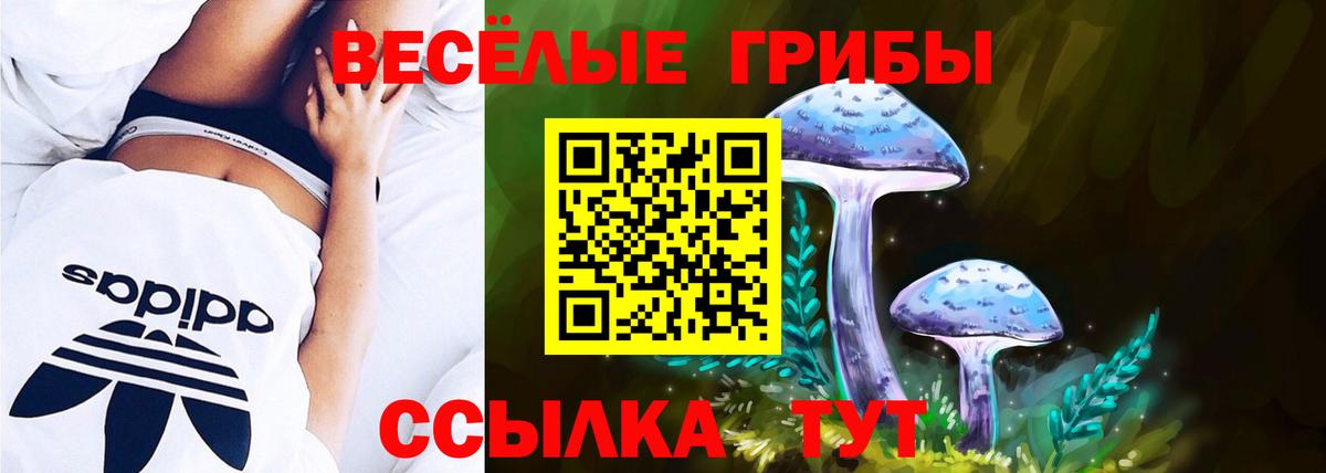 где можно купить наркотик  Галлюциногенные грибы ЛСД  Ногинск  Вход с VPN  Псилоцибиновые грибы GOLDEN TEACHER 